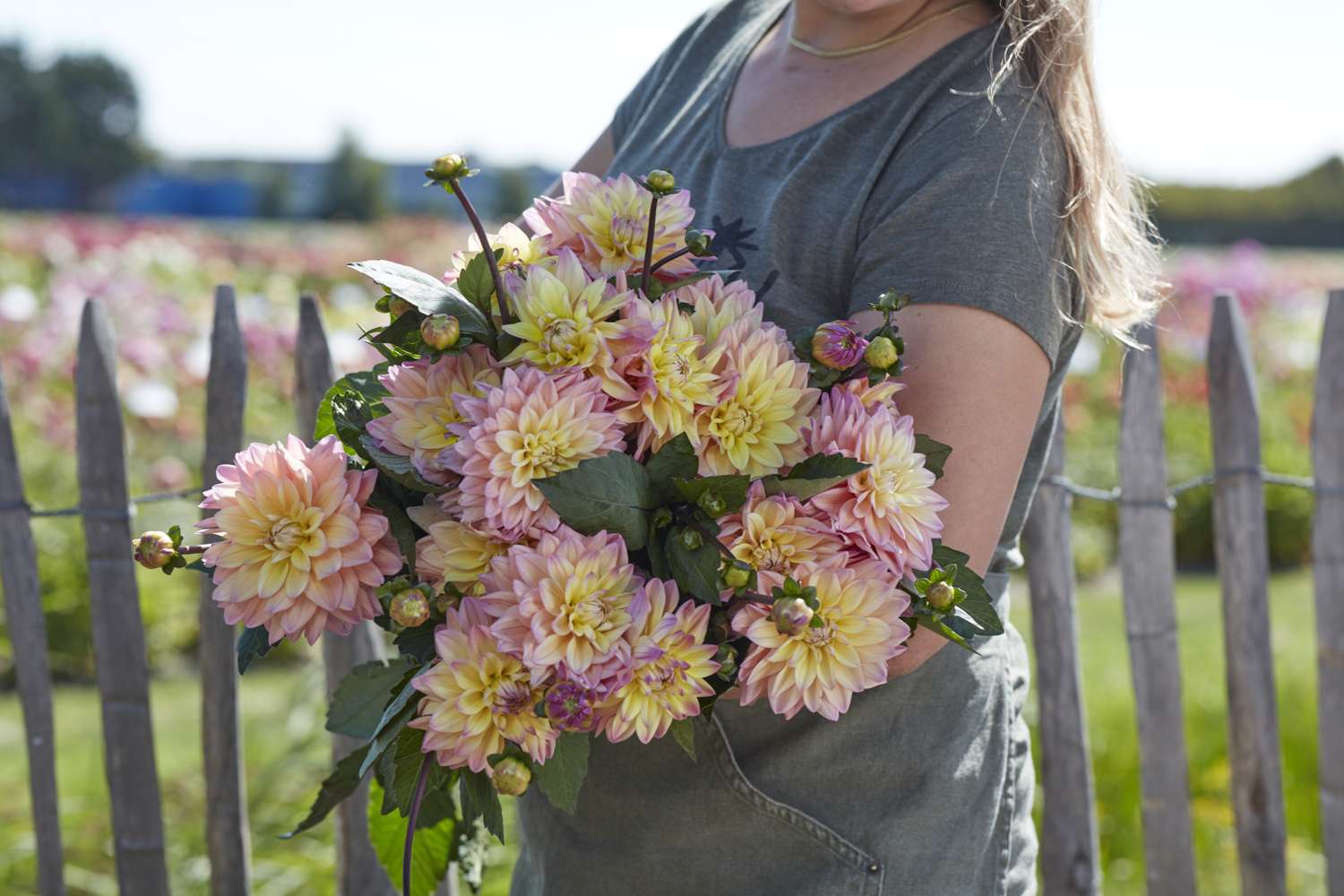 Dahlia 'Mondriaan'